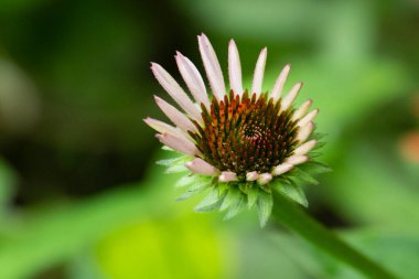 bahçede büyüyen çiçek yakın 