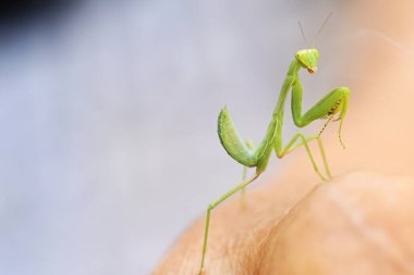 bir dalda yeşil peygamber devesi