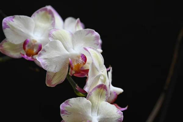 Piękne Kwiaty Storczyk Ciemnym Tle Koncepcja Latem Widok Bliska — Zdjęcie stockowe