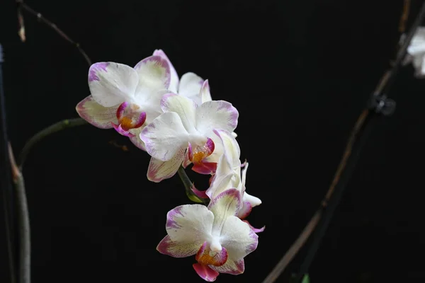 Vacker Orkidé Blommor Mörk Bakgrund Sommar Koncept Nära Utsikt — Stockfoto