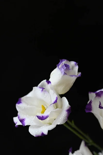 Hermosas Flores Sobre Fondo Oscuro Concepto Verano Vista Cercana — Foto de Stock
