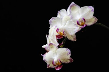 Koyu arkaplanda güzel orkide çiçekleri, yaz konsepti, yakın görüş