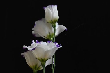 Koyu arkaplanda güzel çiçekler, yaz konsepti, yakın manzara