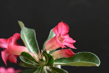 Koyu arkaplanda güzel çiçekler, yaz konsepti, yakın manzara