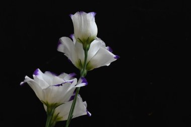 Koyu arkaplanda güzel çiçekler, yaz konsepti, yakın manzara