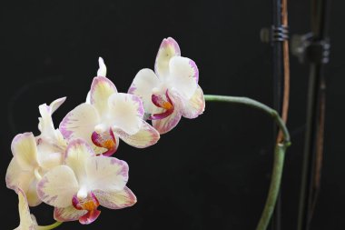 Koyu arkaplanda güzel orkide çiçekleri, yaz konsepti, yakın görüş