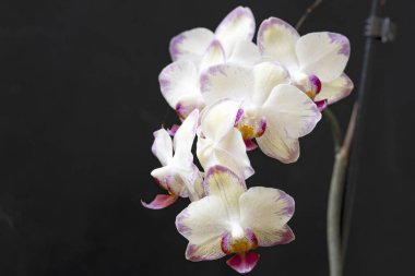 Koyu arkaplanda güzel orkide çiçekleri, yaz konsepti, yakın görüş