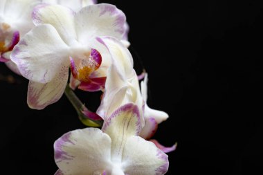 Koyu arkaplanda güzel orkide çiçekleri, yaz konsepti, yakın görüş