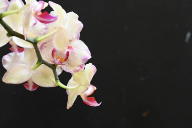 Koyu arkaplanda güzel orkide çiçekleri, yaz konsepti, yakın görüş
