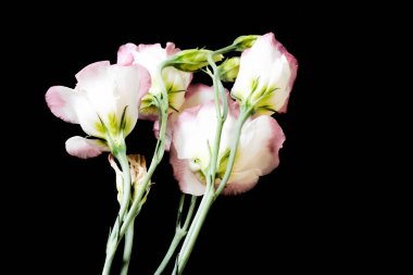 Koyu arkaplanda güzel çiçekler, yaz konsepti, yakın manzara