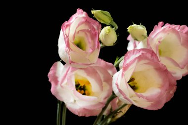 Koyu arkaplanda güzel çiçekler, yaz konsepti, yakın manzara