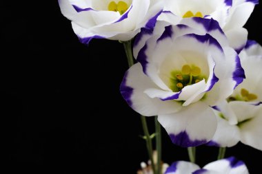 Koyu arkaplanda güzel çiçekler, yaz konsepti, yakın manzara