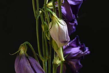 Koyu arkaplanda güzel çiçekler, yaz konsepti, yakın manzara