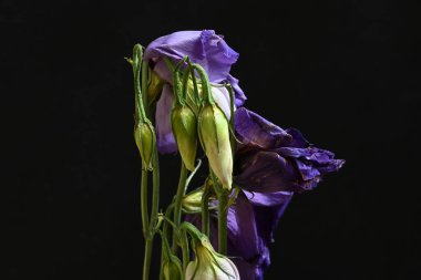 Koyu arkaplanda güzel çiçekler, yaz konsepti, yakın manzara