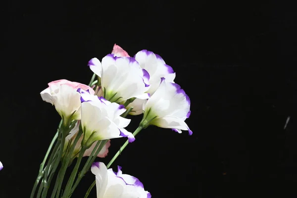 深色背景的美丽花朵 夏日概念 — 图库照片