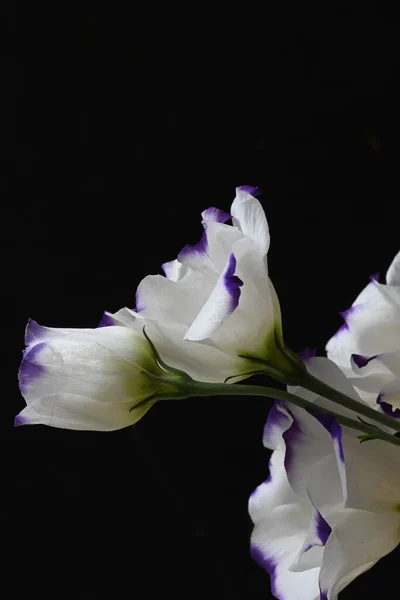 Όμορφα Λουλούδια Σκούρο Φόντο Καλοκαιρινό Concept Κοντινή Θέα — Φωτογραφία Αρχείου