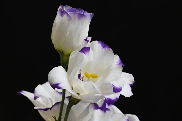Όμορφα Λουλούδια Σκούρο Φόντο Καλοκαιρινό Concept Κοντινή Θέα — Φωτογραφία Αρχείου