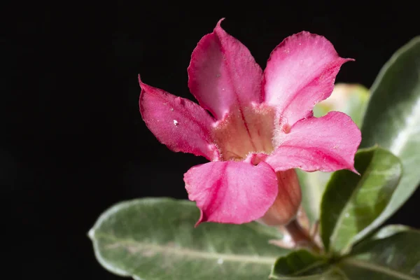 Nahaufnahme Von Rosa Blumen Auf Dunklem Hintergrund — Stockfoto