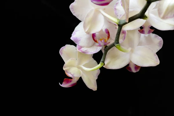 Piękne Kwiaty Storczyk Ciemnym Tle Koncepcja Latem Widok Bliska — Zdjęcie stockowe
