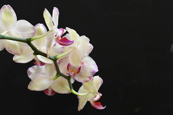 Красиві Орхідейні Квіти Темному Фоні Літня Концепція Вид Крупним Планом — стокове фото