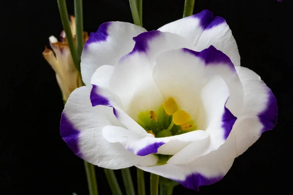 Flores Eustoma Blanco Púrpura Sobre Fondo Negro Vista Cerca —  Fotos de Stock