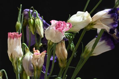 Koyu arkaplanda güzel çiçekler, yaz konsepti, yakın manzara