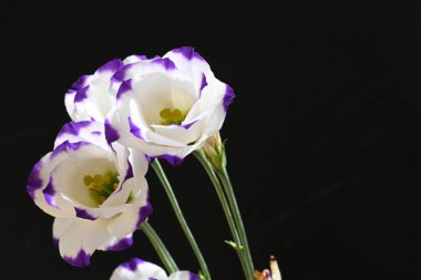 Koyu arkaplanda güzel çiçekler, yaz konsepti, yakın manzara