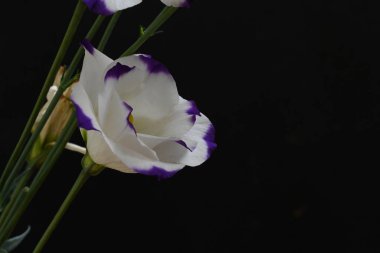 Siyah arkaplanda beyaz ve mor Eustoma çiçekleri, görüntüyü kapatın