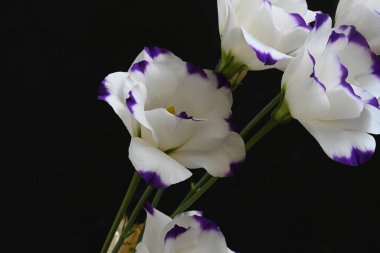 Koyu arkaplanda güzel çiçekler, yaz konsepti, yakın manzara