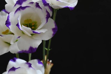 Koyu arkaplanda güzel çiçekler, yaz konsepti, yakın manzara