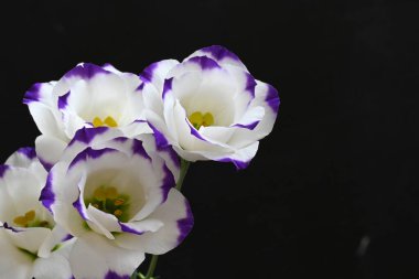 Koyu arkaplanda güzel çiçekler, yaz konsepti, yakın manzara