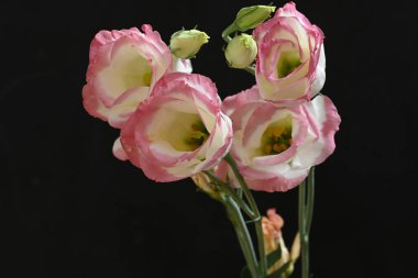 Koyu arkaplanda güzel çiçekler, yaz konsepti, yakın manzara