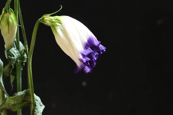Fleurs Eustomes Blanches Violettes Sur Fond Noir Vue Rapprochée — Photo