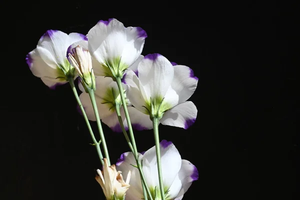 Vackra Blommor Mörk Bakgrund Sommar Koncept Nära Utsikt — Stockfoto