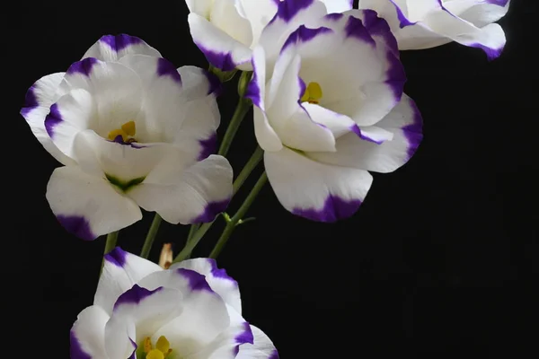 Hermosas Flores Sobre Fondo Oscuro Concepto Verano Vista Cercana —  Fotos de Stock