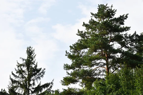 Mavi gökyüzü arka plan üzerinde yeşil ağaçlar