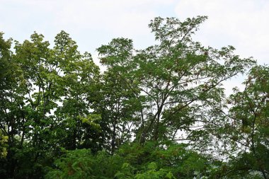 Mavi gökyüzü arka plan üzerinde yeşil ağaçlar