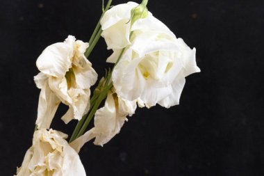 Koyu arkaplanda güzel çiçekler, yaz konsepti, yakın manzara