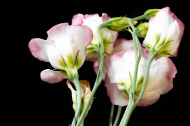 Koyu arkaplanda güzel çiçekler, yaz konsepti, yakın manzara