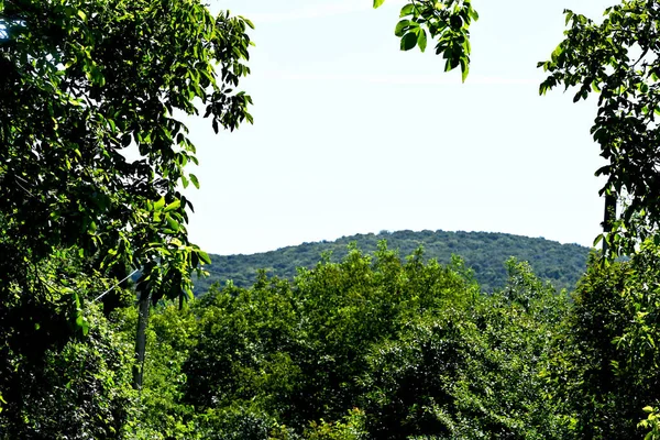 Árvores Verdes Bonitas Com Vista Para Montanha — Fotografia de Stock