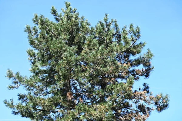 Зелені Дерева Фоні Блакитного Неба — стокове фото