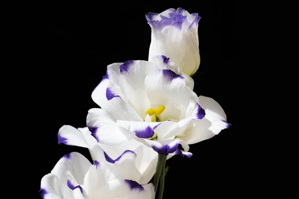 Hermosas Flores Sobre Fondo Oscuro Concepto Verano Vista Cercana —  Fotos de Stock