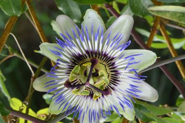 bahçede büyüyen çiçek yakın 