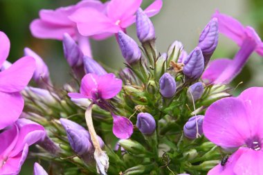 bahçede yetişen çiçeklerin yakın çekim 
