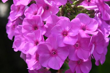 bahçede yetişen çiçeklerin yakın çekim 