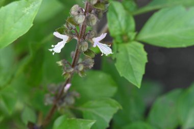 bahçede büyüyen çiçek yakın 