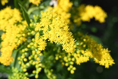 bahçede yetişen çiçeklerin yakın çekim 