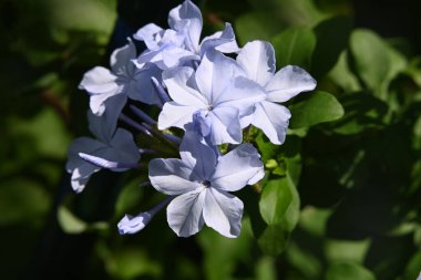 bahçede yetişen çiçeklerin yakın çekim 