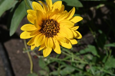 bahçede büyüyen çiçek yakın 