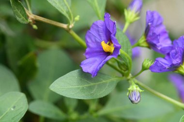 bahçede yetişen çiçeklerin yakın çekim 